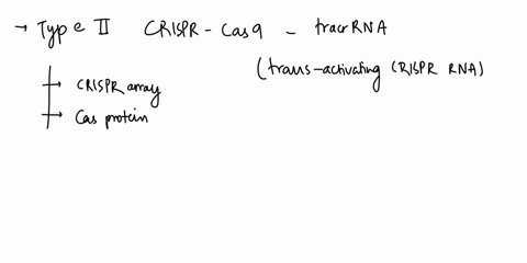 in-type-ii-crispr-cas9-systems-what-intermediate-interacts-with-the-repeat-sequences-that-are-added-to-the-guide-rna-29877