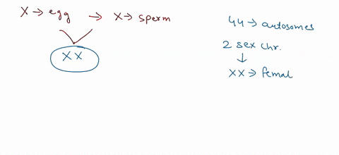 ifan-x-containing-egg-is-ertilized-by-an-x-containing-sperm-an-xx-zygote-will-formed-wiii-this-individual-be-male-or-female-male-female-question-2-025-points-how-many-barr-bodies-will-an-xx-53627