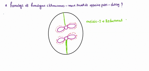 the-two-homologs-ofa-pair-move-toward-opposite-poles-of-dividing-cell-during-a-mitosis-meiosis-il-b-meiosis-fertilization-51216