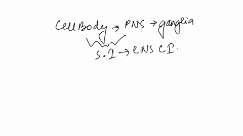 question-3-cell-bodies-of-the-peripheral-nervous-system-are-located-0a-the-sensory-division-ganglia_-c-the-motor-division-dnerves-oe-schwann-cells-question-the-junction-of-a-neuron-with-anot-02094