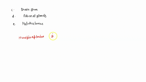 the-stress-hormones-epinephrine-and-norepinephrine-are-released-from-where-a-parasympathetic-nervous-42625