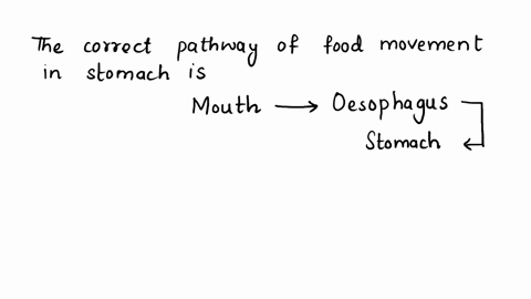 12-which-is-the-correct-pathway-of-food-in-digestive-system-a-mouth-stomach-small-intestine-esophagus-large-intestine-b-mouth-esophagus-stomach-small-intestine-large-intestine-c-stomach-larg-13637
