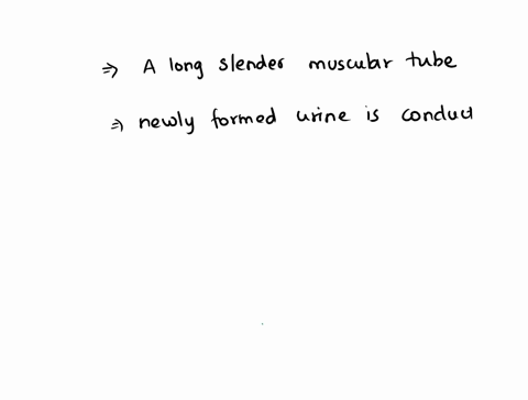 a-long-slender-muscular-tube-which-undergoes-peristalsis-to-conduct-newly-formed-urine-from-the-renal-pelvis-of-the-kidney-to-the-urinary-bladder-15394