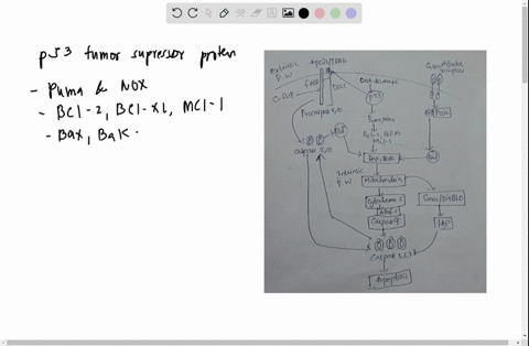 the-properties-of-life-emerge-at-the-biological-level-of-the-cell-the-highly-regulated-process-of-ap-38872
