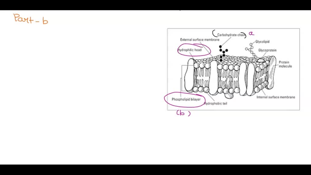 Drawing Fluid Mosaic Model Of Plasma Membrane in Easy Way  Drawing Cell  Membrane  YouTube
