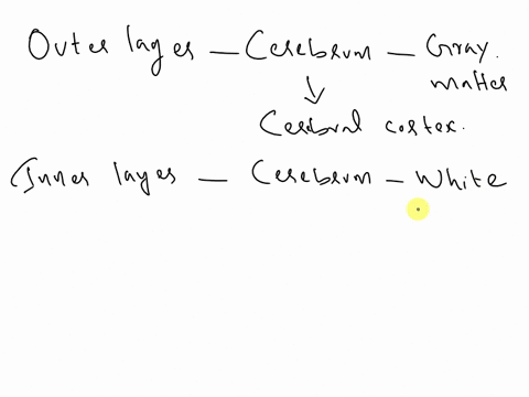 b-the-outer-layer-of-the-cerebrum-contains-_______________________________-that-appear-gray-giving-this-tissue-the-name-_______________________________-this-layer-is-called-the-cerebral-____-50232