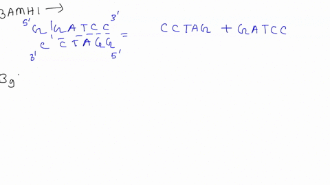 part-l-restriction-enzymes-and-sticky-ends-bamhi-cuts-double-stranded-dna-at-the-sequence-5-g-gatcc-3-on-both-strands-between-the-g-and-the-a-as-indicated-by-the-asterisk-bglii-cuts-double-s-34194