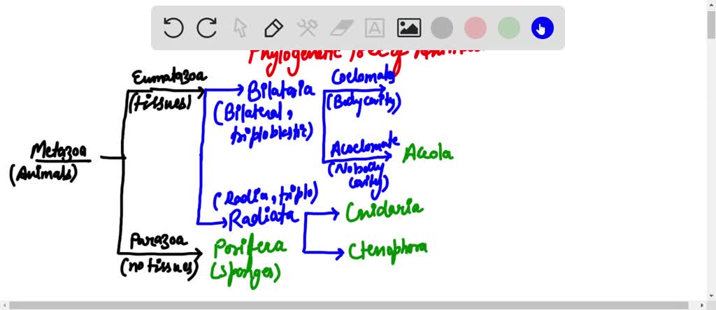 SOLVED: phylogenetic tree for the major phyla of animals