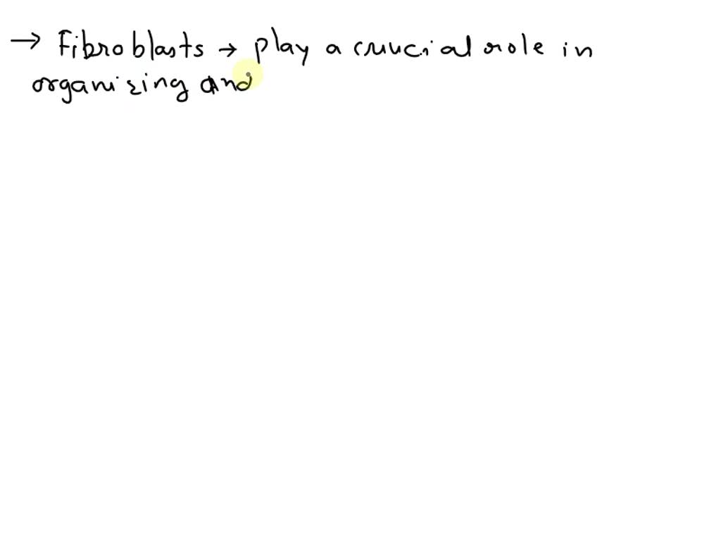 SOLVED: Fibroblasts organize the collagen of the extracellular matrix