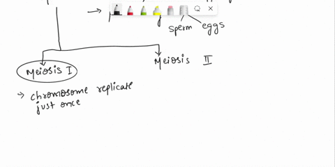 1what-is-the-final-product-of-meiosis-4-haploid-cells-4-diploid-cells-2-haploid-cells-2-diploid-cells-2which-of-the-following-processes-occurs-during-meiosis-ii-the-formation-of-haploid-cell-58565