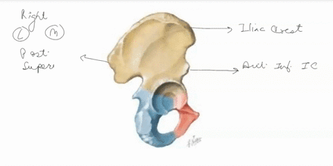 label-the-lateral-and-medial-features-of-the-right-hipcoxal-bone-by-clicking-and-dragging-the-labels-to-the-correct-location-ischial-tuberosity-location-of-sacroiliac-joint-acetabulum-anteri-01255