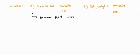 match-the-following-characteristic-features-of-muscle-cells-to-the-types-of-cells-they-are-most-prevalent-in-brown-red-in-color-high-rate-of-glycolysis-aerobic-respiration-oxidative-muscle-c-32014