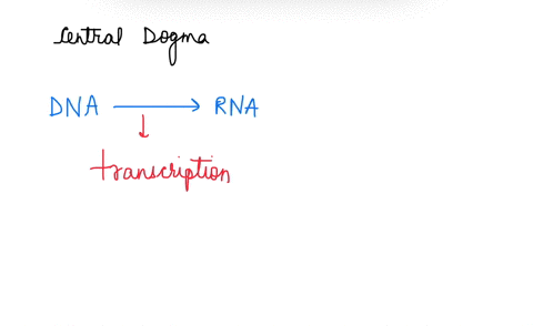 what-is-the-correct-order-of-information-flow-in-bacterial-and-eukaryotic-cells-a-dna-longrightarr-4-53412