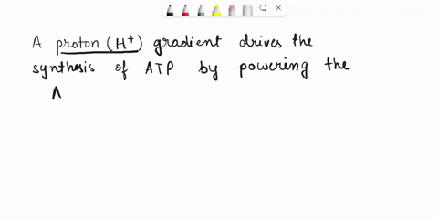 how-does-a-proton-gradient-drive-the-synthesis-of-atp-36873