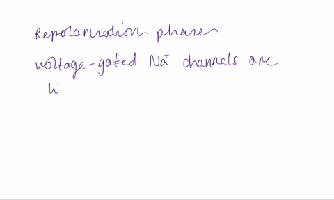 the-diagram-below-shows-typical-action-potential-in-nerve-cell-in-regards-to-this-action-potential-which-one-of-the-following-is-most-likely-the-afterhyperpolarization-results-primarily-from-63454