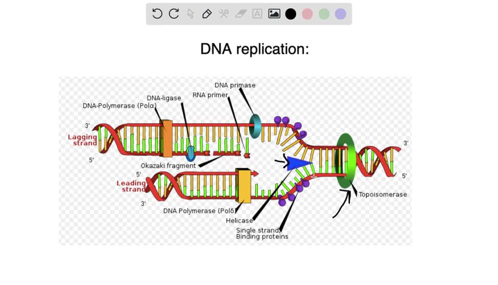 SOLVED: Define DNA replication. In which phase of cell cycle does ...