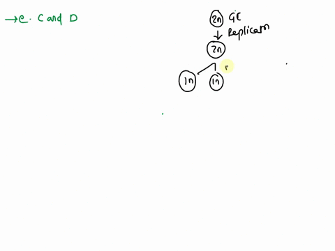 which-of-these-cells-is-are-haploid-the-process-of-meiosis-initially-chromosomes-are-scattered-all-over-the-cell-this-stage-is-labeled-a-during-interphase-they-become-replicated-and-arranged-94458