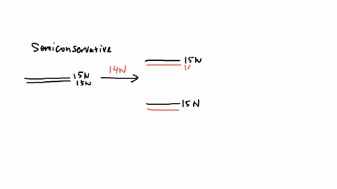 38-in-meselson-stahl-experiment-the-scientists-grew-dna-in-15n-containing-growth-medium-so-that-the-new-bacterial-dna-grown-contains-15n-then-they-switched-to-bacterial-growth-in-medium-cont-71628