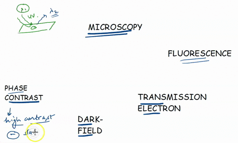 question-2-1-point-a-microscope-that-exposes-specimens-to-ultraviolet-and-forms-an-image-with-the-resulting-light-emitted-at-a-different-wavelength-is-called-a-microscope-phase-contrast-dark-16364