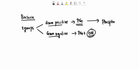gram-positive-bacteria-have-an-outer-membrane-containing-lipoproteins-phospholipids-teichoic-acids-lipopolysacchardies-and-porins-49584