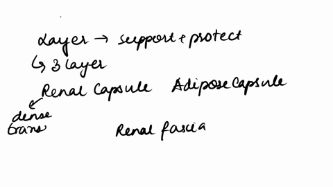 which-of-the-following-layers-composed-of-a-mass-of-fatty-tissue-that-protects-kidney-and-holds-it-in-place-73269