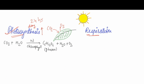 if-a-plant-is-to-grow-larger-which-must-occur-in-a-24-hour-period-photosynthesis-exceeds-respiration-or-respiration-exceeds-photosynthesis-explain-your-choice-26116