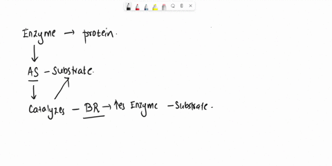 which-of-the-following-statements-about-enzymes-is-not-true-enzymes-are-proteins-with-an-active-function-enzymes-bind-substrates-in-their-active-site-or-binding-site-enzymes-catalyze-biochem-01005