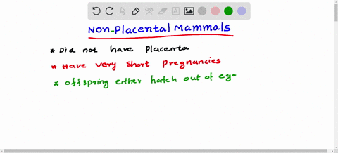 which-of-the-following-is-not-a-placental-mammal-select-one-a-aye-aye-b-fruit-bat-c-koala-d-colugo-60904