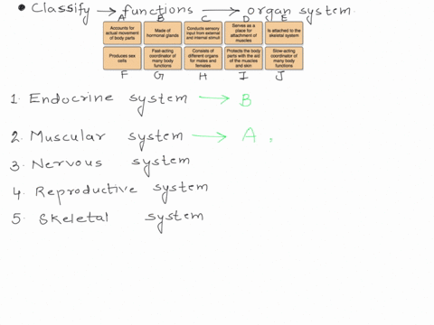 classify-each-of-the-following-functions-according-to-the-major-organ-system-that-performs-it-serves-as-a-place-for-attachment-of-muscles-accounts-for-actual-movement-of-body-parts-conducts-87495