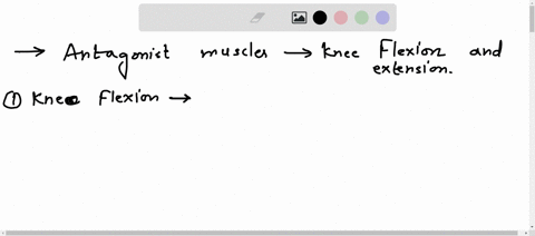 what-are-the-antagonist-muscles-involved-in-knee-flexion-and-extension-37055