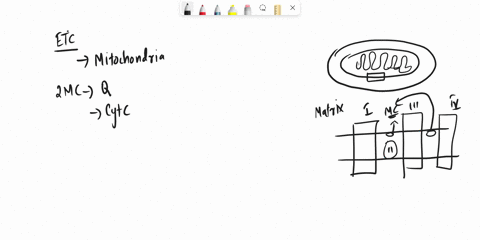 in-electron-transport-each-of-the-following-respiratory-complexes-is-involved-in-the-flow-of-electrons-from-nadh-to-o2except-a-complex-i-b-complex-iv-c-complex-iii-d-complex-ii-e-all-are-inv-42726