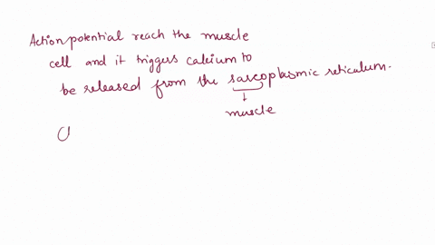explain-how-calcium-functions-t0-cause-contraction-of-a-skeletal-muscle-cell-16593