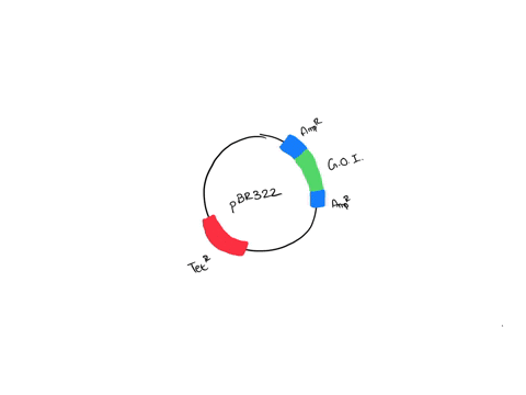 a-recombinant-dna-was-constructed-by-inserting-the-dna-of-interest-into-the-ampr-gene-of-a-pbr322-vector-the-vector-also-contains-a-tetr-gene-that-is-not-interrupted-after-introducing-the-re-84224
