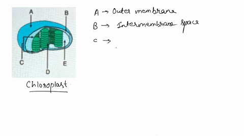 where-does-the-calvin-cycle-occur-01489