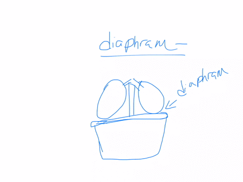 how-does-the-movement-of-the-diaphragm-cause-the-air-to-go-in-and-out-of-the-lungs-82665