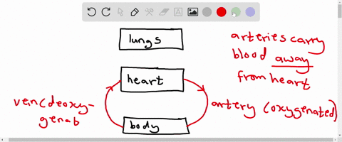 which-of-the-following-statements-about-the-circulatory-system-is-false-1-point-blood-in-the-pulmonary-artery-is-oxygenated-blood-in-the-inferior-vena-cava-is-deoxygenated-blood-in-the-pulmo-24071