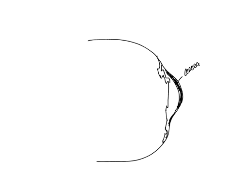 identify-the-structure-the-arrow-is-pointing-to-65717