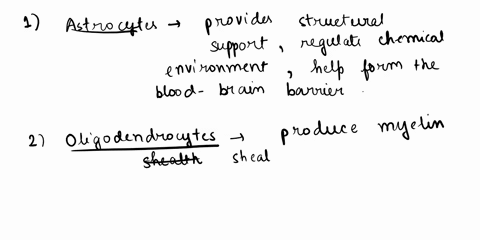 neurons-and-synapses-identify-and-label-each-of-the-four-glial-cells-found-in-the-cns-and-list-down-the-functions-of-each-one-identify-and-label-each-of-the-four-glial-cells-found-in-the-cns-82567