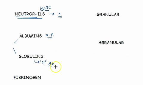 match-the-following-types-of-white-blood-cells-to-their-function-1o-neutrophils-iack-tobed-nucieus-halbumins-12-globulins-librinogen-pathogens-14-granular-15-granular-important-for-blood-clo-22272