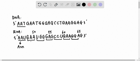 use-the-following-mrna-codon-key-as-needed-to-answer-the-next-two-questions-gcc-alanine-gga-glycine-gaa-glutamic-acid-agg-arginine-aau-asparagine-ugg-tryptophan-gag-glutamic-acid-ccc-proline-02689