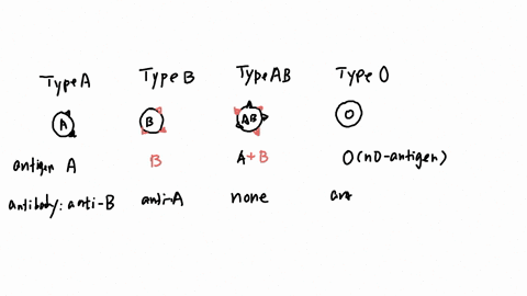 type-a-red-blood-cell-with-antigens-type-b-type-ab-type-o-ab-recipient-antibodies-none-b-drag-and-drop-the-correct-antigen-anti-a-anti-a-anti-b-drag-and-drop-the-correct-antibody-no-anti-b-a-06464