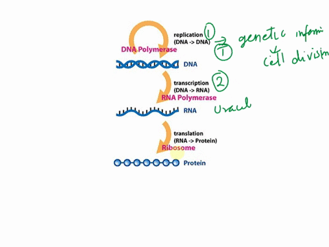 describe-the-following-process-replication-transcription-translation-transformation-conjugation-transduction-24333