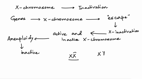 question-9-all-ofthe-following-statements-are-true-regarding-inactivation-x-chromosome-inactivation-begins-at-the-x-inactivation-of-x-chromosome-in-mammals-excepc-center-all-of-the-genes-on-19872