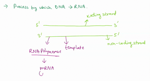 question-1-a-define-transcription-b-what-is-the-main-enzyme-involved-in-transcription-c-what-is-the-region-of-dna-called-in-which-transcription-begins-d-what-is-the-region-of-dna-called-that-24523