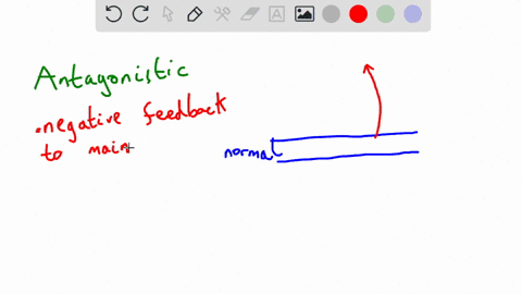 explain-the-relationship-between-insulin-and-glucagon-64756