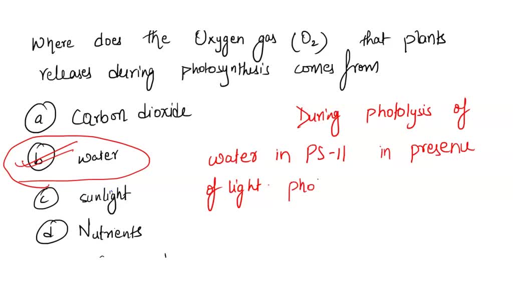 SOLVED Where does the oxygen gas (O2) that plants release during