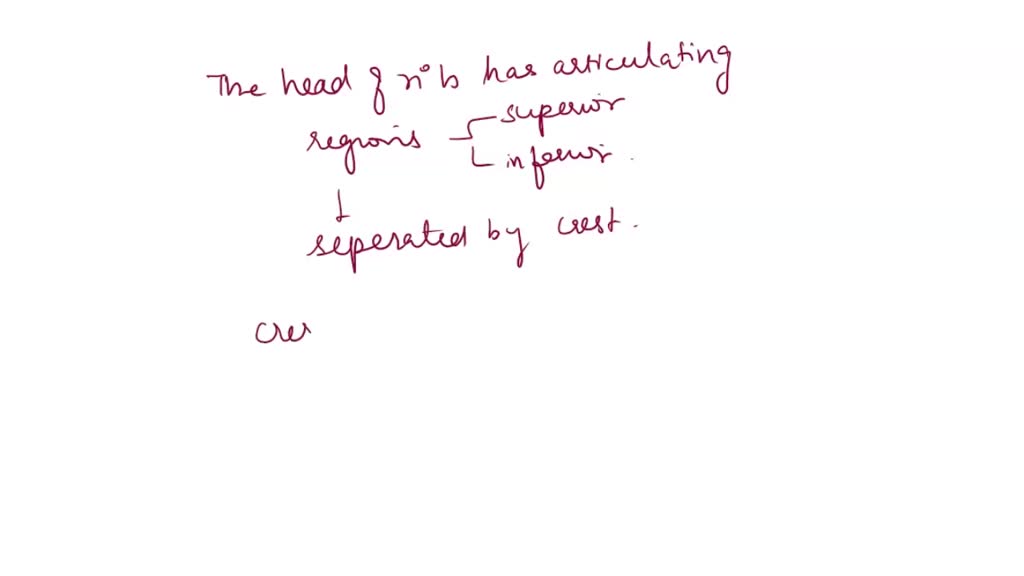 SOLVED: Describe the location and anatomical features of the sphenoid ...