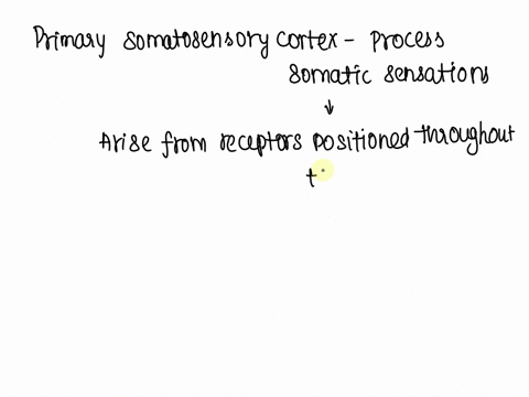 question-31-1pts-damage-to-a-sensory-area-of-the-left-cerebral-cortex-causes-deficits-on-the-right-because-o-primary-afferents-cross-the-midline-on-their-way-to-second-order-cells-o-second-o-27234