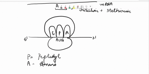 explain-why-the-first-amino-acid-in-many-proteins-is-an-amino-acid-other-than-methionine-54298