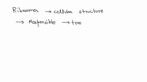 where-does-protein-synthesis-take-place-a-in-the-nucleus-b-on-smooth-endoplasmic-reticulum-c-on-ribosomes-d-in-the-nucleolus-70658